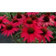 EŽIUOLĖ (ECHINACEA HYBRIDA) 'GLOWING DREAM'