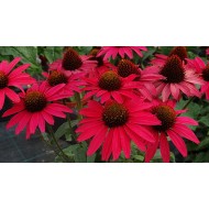 EŽIUOLĖ (ECHINACEA HYBRIDA) 'GLOWING DREAM'
