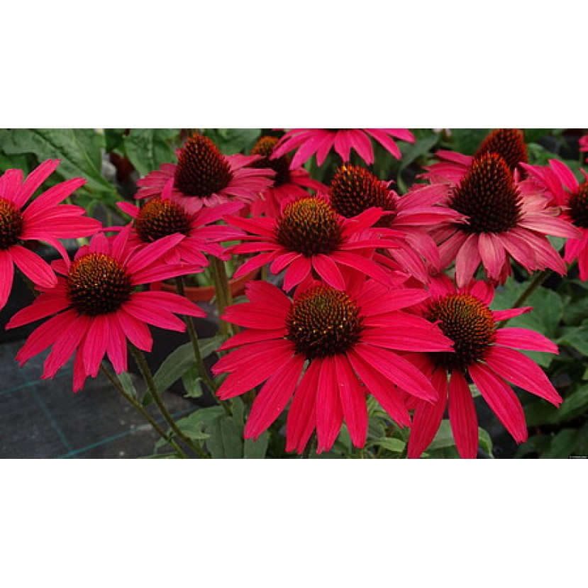 EŽIUOLĖ (ECHINACEA HYBRIDA) 'GLOWING DREAM'
