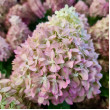 ŠLUOTELINĖ HORTENZIJA (HYDRANGEA PANICULATA) 'PIXIO' ŠLUOTELINĖ HORTENZIJA (HYDRANGEA PANICULATA) 'PIXIO'