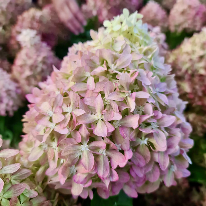 ŠLUOTELINĖ HORTENZIJA (HYDRANGEA PANICULATA) 'PIXIO' ŠLUOTELINĖ HORTENZIJA (HYDRANGEA PANICULATA) 'PIXIO'