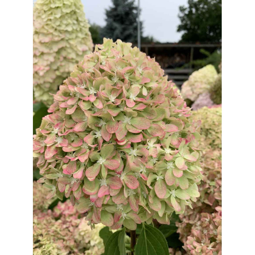 ŠLUOTELINĖ HORTENZIJA (HYDRANGEA PANICULATA) 'PIXIO' ŠLUOTELINĖ HORTENZIJA (HYDRANGEA PANICULATA) 'PIXIO'