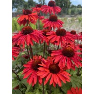 EŽIUOLĖ (ECHINACEA HYBRIDA) 'HOT SUMMER IMP'