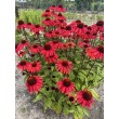 EŽIUOLĖ (ECHINACEA HYBRIDA) 'HOT SUMMER IMP' EŽIUOLĖ (ECHINACEA HYBRIDA) 'HOT SUMMER IMP'