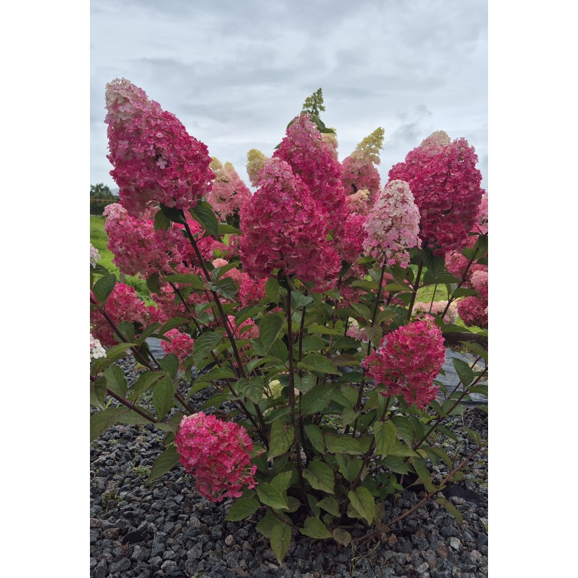 ŠLUOTELINĖ HORTENZIJA (HYDRANGEA PANICULATA) 'FRAMBOISINE® RENSAM SAMARSKAYA LYDIA'' ŠLUOTELINĖ HORTENZIJA (HYDRANGEA PANICULATA) 'FRAMBOISINE® RENSAM SAMARSKAYA LYDIA''