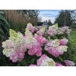 ŠLUOTELINĖ HORTENZIJA (HYDRANGEA PANICULATA) 'MELBA FRAISE'