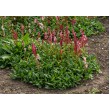 RŪGTIS (PERSICARIA AFFINIS) 'KABOUTER'