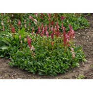 RŪGTIS (PERSICARIA AFFINIS) 'KABOUTER'