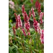 RŪGTIS (PERSICARIA AFFINIS) 'KABOUTER'