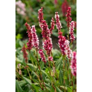 RŪGTIS (PERSICARIA AFFINIS) 'KABOUTER'