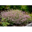 GUBOJA (GYPSOPHILA REPENS) 'KNUDDEL'