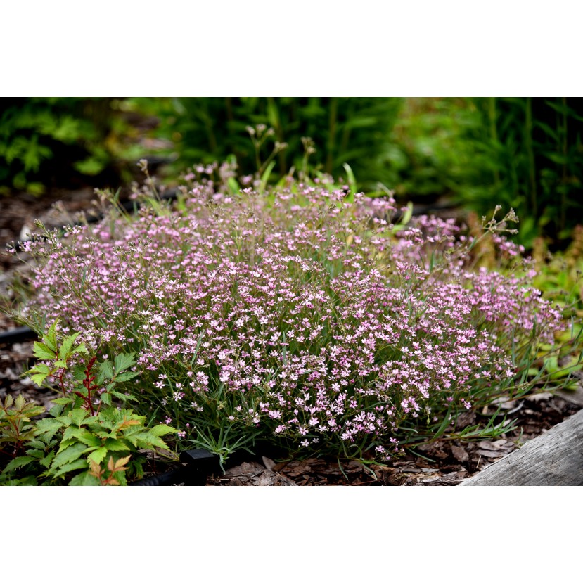 GUBOJA (GYPSOPHILA REPENS) 'KNUDDEL'
