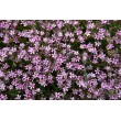 GUBOJA (GYPSOPHILA REPENS) 'KNUDDEL'