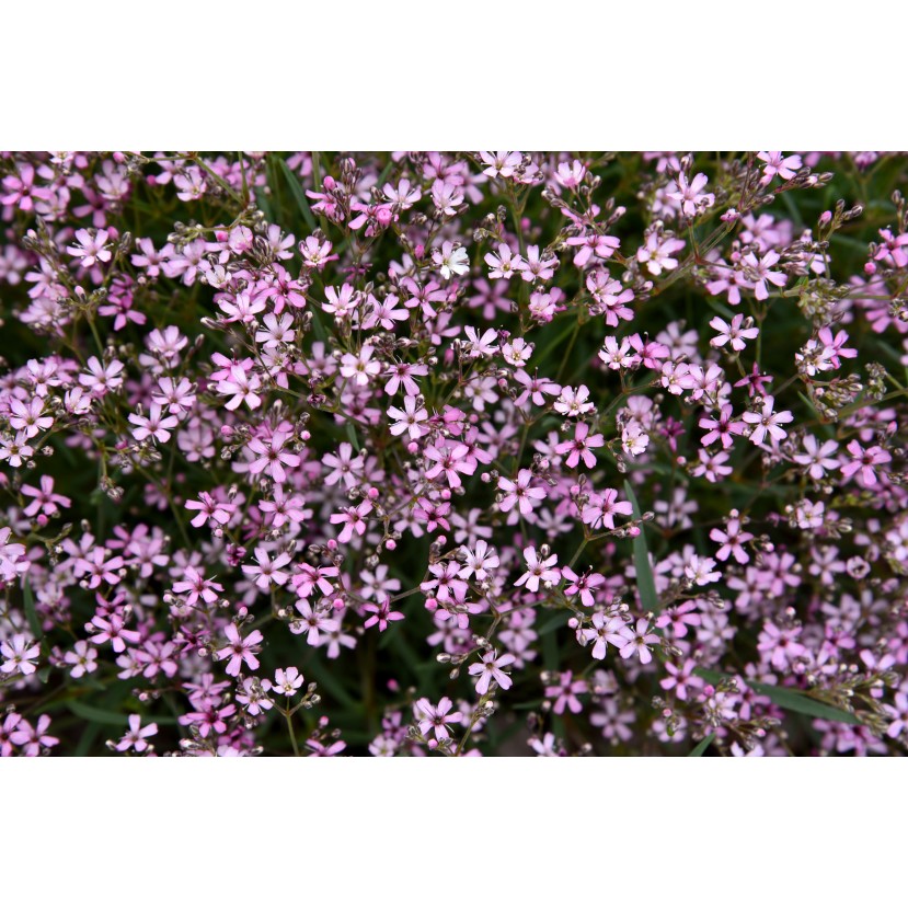 GUBOJA (GYPSOPHILA REPENS) 'KNUDDEL'