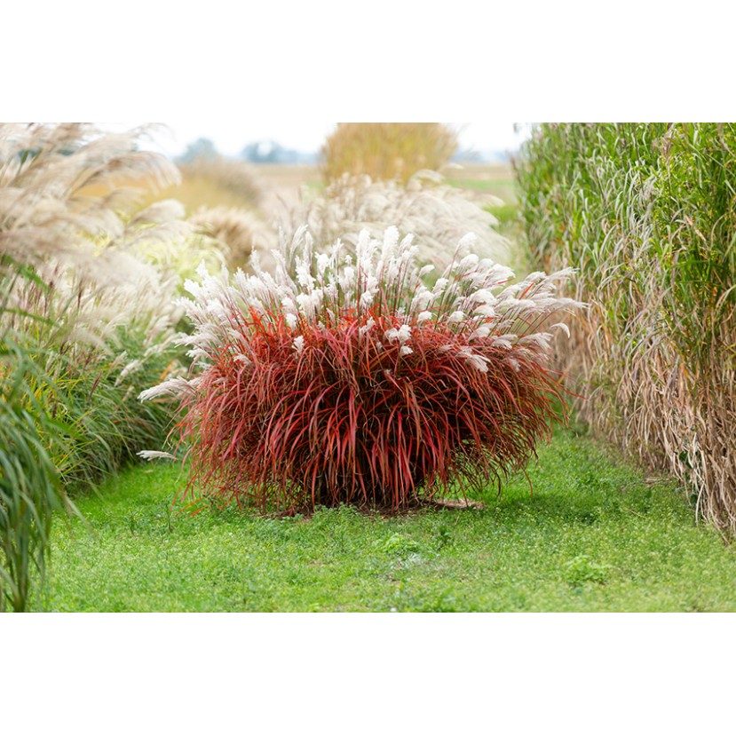 KININIS MISKANTAS (MISCANTHUS SINENSIS) 'LADY IN RED' KININIS MISKANTAS (MISCANTHUS SINENSIS) 'LADY IN RED'