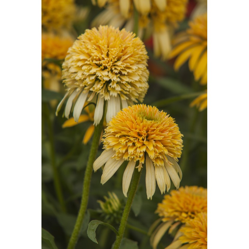 EŽIUOLĖ (ECHINACEA HYBRIDA) 'LEMON DROP' EŽIUOLĖ (ECHINACEA HYBRIDA) 'LEMON DROP'