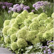 ŠLUOTELINĖ HORTENZIJA (HYDRANGEA PANICULATA) 'LIVING LITTLE APPLE'