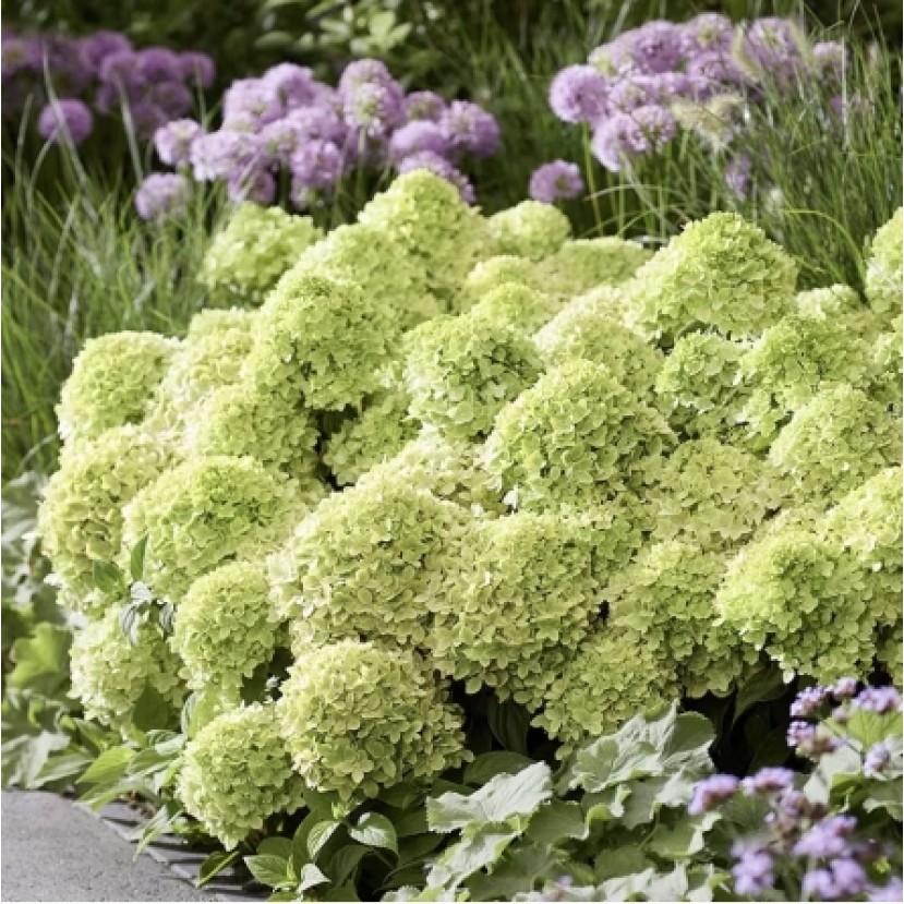 ŠLUOTELINĖ HORTENZIJA (HYDRANGEA PANICULATA) 'LIVING LITTLE APPLE' ŠLUOTELINĖ HORTENZIJA (HYDRANGEA PANICULATA) 'LIVING LITTLE APPLE'