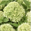 ŠLUOTELINĖ HORTENZIJA (HYDRANGEA PANICULATA) 'LIVING LITTLE APPLE' ŠLUOTELINĖ HORTENZIJA (HYDRANGEA PANICULATA) 'LIVING LITTLE APPLE'