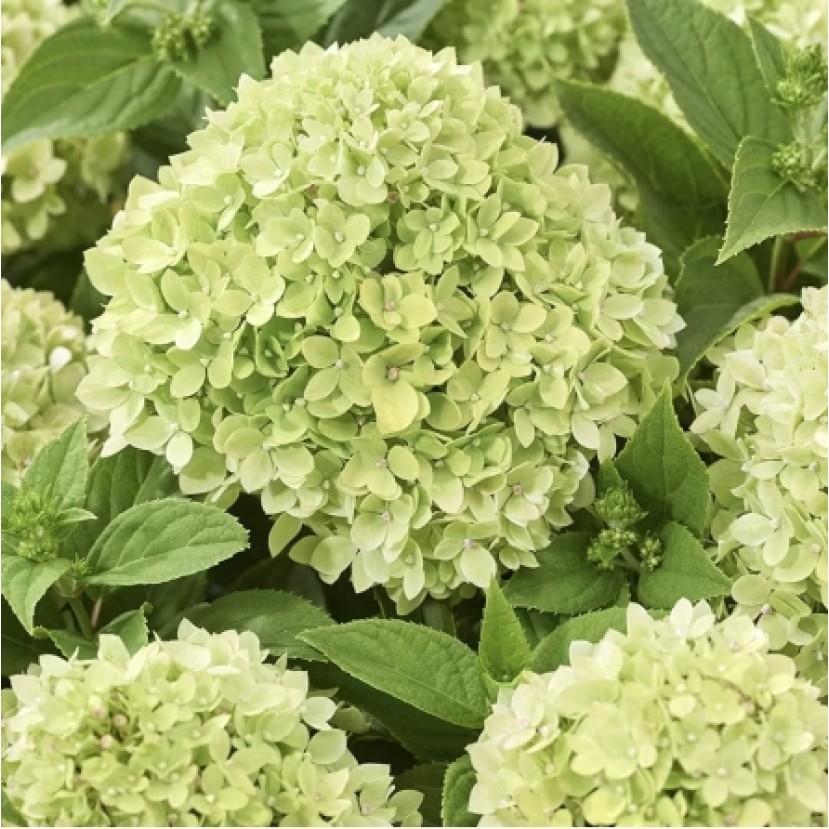 ŠLUOTELINĖ HORTENZIJA (HYDRANGEA PANICULATA) 'LIVING LITTLE APPLE' ŠLUOTELINĖ HORTENZIJA (HYDRANGEA PANICULATA) 'LIVING LITTLE APPLE'