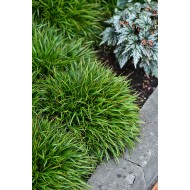 KIŠKIAGRIKIS PLAUKUOTASIS (LUZULA PILOSA) 'IGEL' KIŠKIAGRIKIS PLAUKUOTASIS (LUZULA PILOSA) 'IGEL'