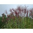KININIS MISKANTAS (MISCANTHUS SINENSIS) 'MALEPARTUS' KININIS MISKANTAS (MISCANTHUS SINENSIS) 'MALEPARTUS'