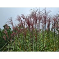 KININIS MISKANTAS (MISCANTHUS SINENSIS) 'MALEPARTUS' KININIS MISKANTAS (MISCANTHUS SINENSIS) 'MALEPARTUS'