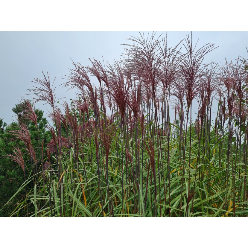 KININIS MISKANTAS (MISCANTHUS SINENSIS) 'MALEPARTUS' KININIS MISKANTAS (MISCANTHUS SINENSIS) 'MALEPARTUS'