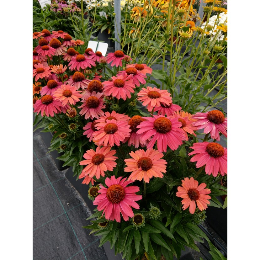 EŽIUOLĖ (ECHINACEA HYBRIDA) 'MEDITATION CERISE' EŽIUOLĖ (ECHINACEA HYBRIDA) 'MEDITATION CERISE'
