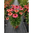 EŽIUOLĖ (ECHINACEA HYBRIDA) 'MEDITATION CERISE' EŽIUOLĖ (ECHINACEA HYBRIDA) 'MEDITATION CERISE'