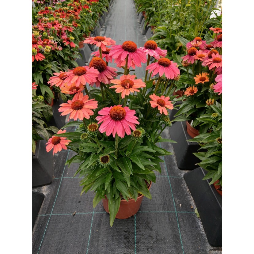 EŽIUOLĖ (ECHINACEA HYBRIDA) 'MEDITATION CERISE' EŽIUOLĖ (ECHINACEA HYBRIDA) 'MEDITATION CERISE'