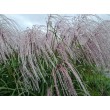 KININIS MISKANTAS (MISCANTHUS SINENSIS) 'MEMORY' KININIS MISKANTAS (MISCANTHUS SINENSIS) 'MEMORY'