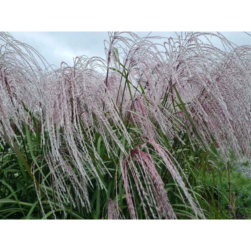 KININIS MISKANTAS (MISCANTHUS SINENSIS) 'MEMORY' KININIS MISKANTAS (MISCANTHUS SINENSIS) 'MEMORY'