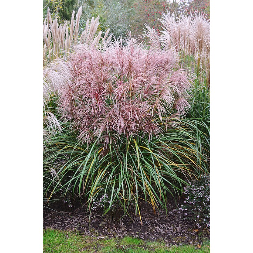 KININIS MISKANTAS (MISCANTHUS SINENSIS) 'POLONUS' KININIS MISKANTAS (MISCANTHUS SINENSIS) 'POLONUS'