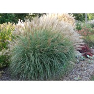 KININIS MISKANTAS (MISCANTHUS SINENSIS) 'GRACIELLA' KININIS MISKANTAS (MISCANTHUS SINENSIS) 'GRACIELLA'