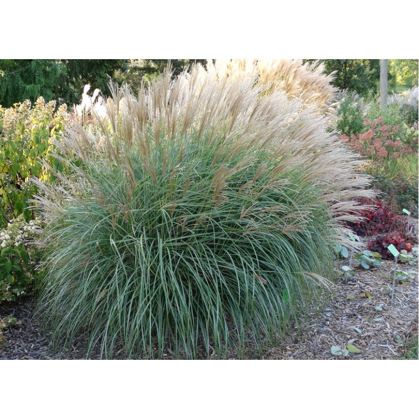 KININIS MISKANTAS (MISCANTHUS SINENSIS) 'GRACIELLA' KININIS MISKANTAS (MISCANTHUS SINENSIS) 'GRACIELLA'