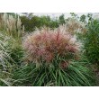 KININIS MISKANTAS (MISCANTHUS SINENSIS) 'POLONUS' KININIS MISKANTAS (MISCANTHUS SINENSIS) 'POLONUS'