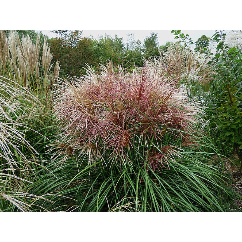 KININIS MISKANTAS (MISCANTHUS SINENSIS) 'POLONUS' KININIS MISKANTAS (MISCANTHUS SINENSIS) 'POLONUS'