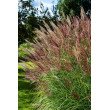 KININIS MISKANTAS (MISCANTHUS SINENSIS) 'RED CHIEF' KININIS MISKANTAS (MISCANTHUS SINENSIS) 'RED CHIEF'