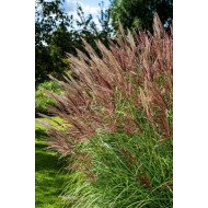 KININIS MISKANTAS (MISCANTHUS SINENSIS) 'RED CHIEF' KININIS MISKANTAS (MISCANTHUS SINENSIS) 'RED CHIEF'