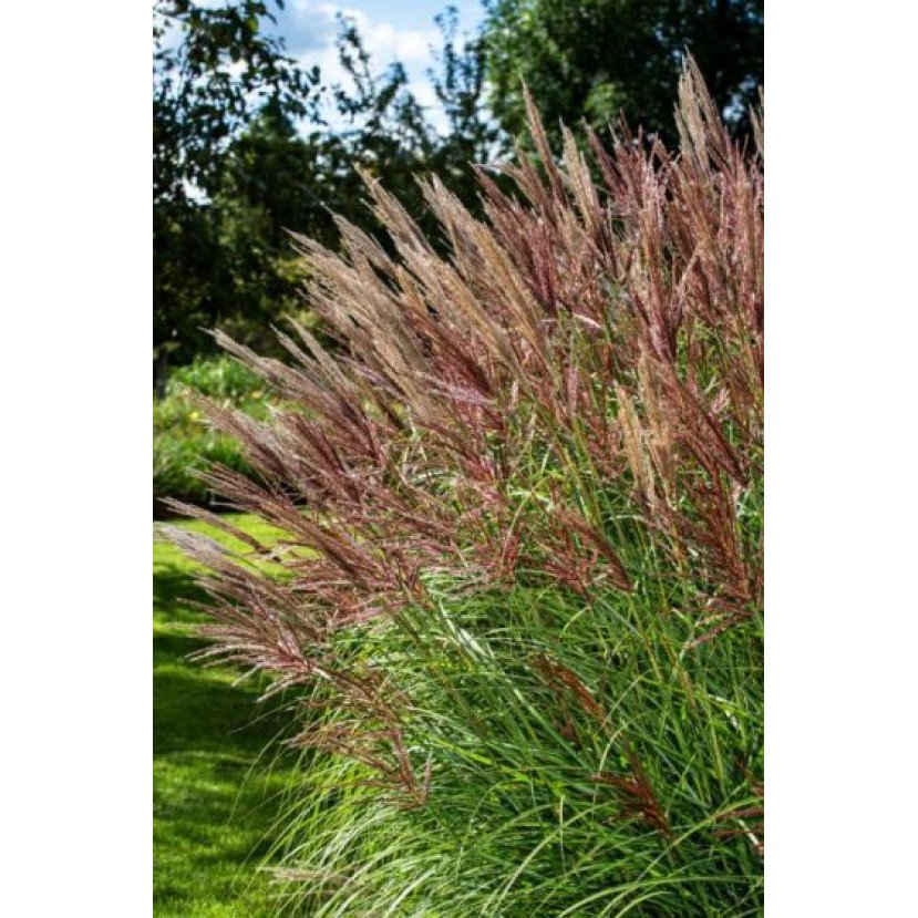 KININIS MISKANTAS (MISCANTHUS SINENSIS) 'RED CHIEF' KININIS MISKANTAS (MISCANTHUS SINENSIS) 'RED CHIEF'