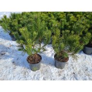KALNINĖ PUŠIS (PINUS MUGO VAR. MUGHUS) KALNINĖ PUŠIS (PINUS MUGO VAR. MUGHUS)