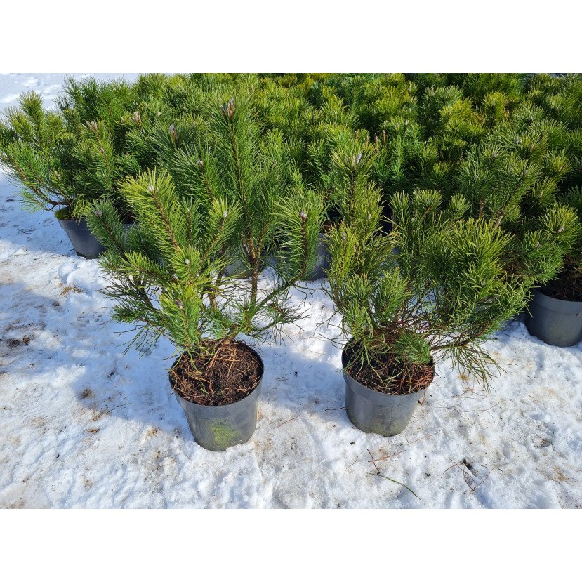 KALNINĖ PUŠIS (PINUS MUGO VAR. MUGHUS)