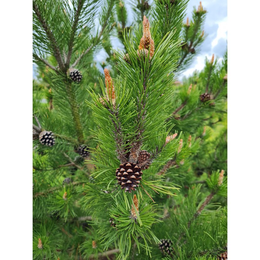 KALNINĖ PUŠIS (PINUS MUGO VAR. MUGHUS)
