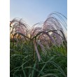 KININIS MISKANTAS (MISCANTHUS SINENSIS) 'MEMORY' KININIS MISKANTAS (MISCANTHUS SINENSIS) 'MEMORY'
