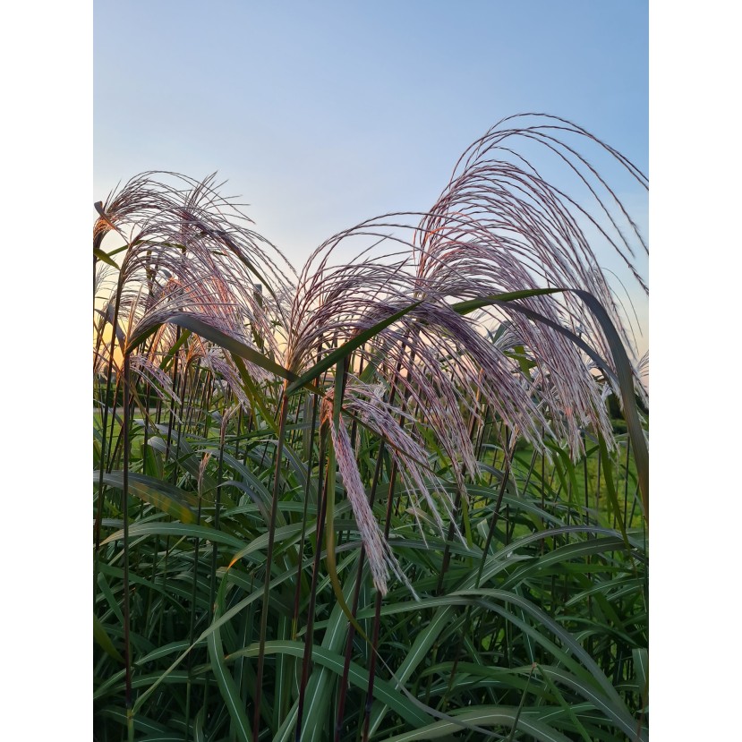 KININIS MISKANTAS (MISCANTHUS SINENSIS) 'MEMORY' KININIS MISKANTAS (MISCANTHUS SINENSIS) 'MEMORY'
