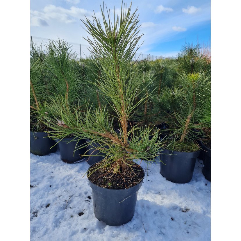 JUODOJI PUŠIS (PINUS NIGRA) JUODOJI PUŠIS (PINUS NIGRA)