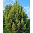 JUODOJI PUŠIS (PINUS NIGRA) JUODOJI PUŠIS (PINUS NIGRA)