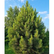 JUODOJI PUŠIS (PINUS NIGRA) 