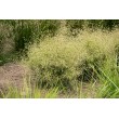 KUPSTINĖ ŠLUOTSMILGĖ (Deschampsia caespitosa) 'PALAVA' KUPSTINĖ ŠLUOTSMILGĖ (Deschampsia caespitosa) 'PALAVA'